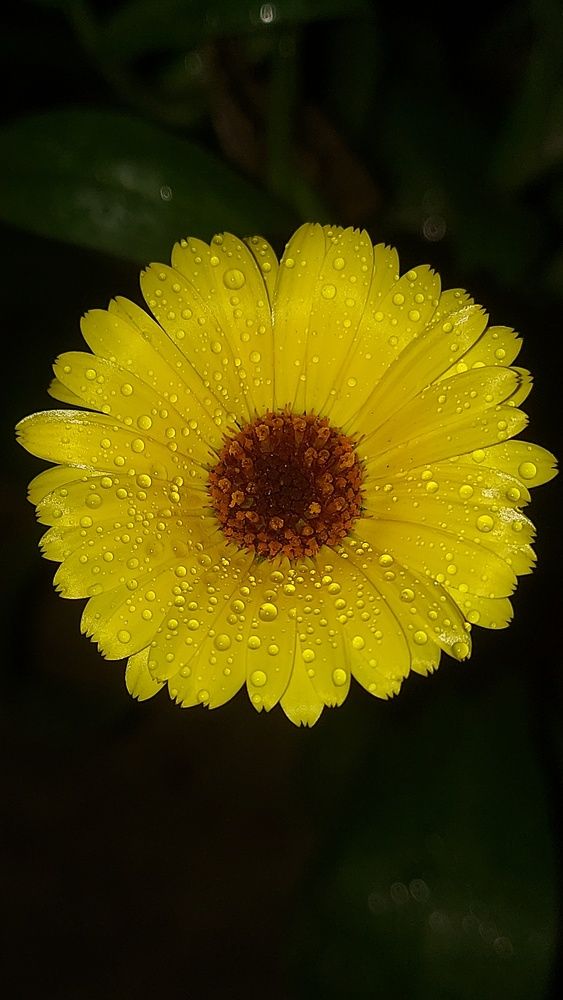 Photograph by Piyali Dutta