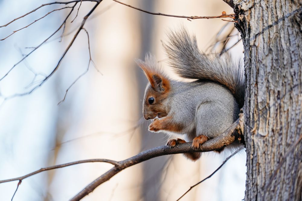 Беличье утро