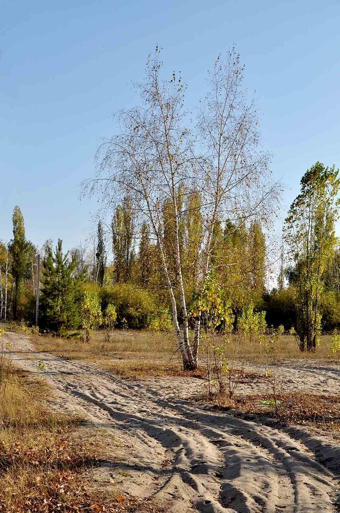 Три берёзки