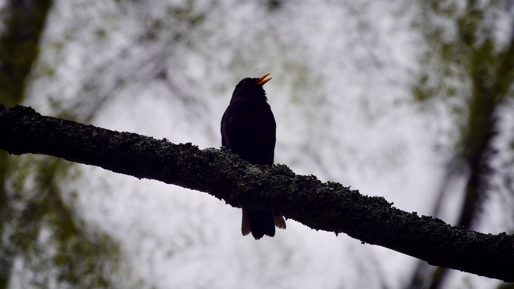 Photograph by Toomas Tõnisalu