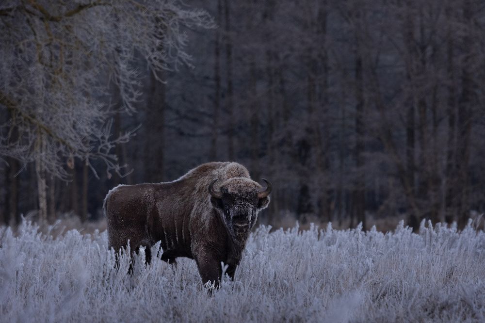 Photograph by Ольга Шайдулина