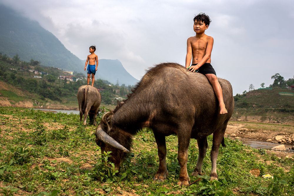 Children Playing on Buffaloes, Rural Life