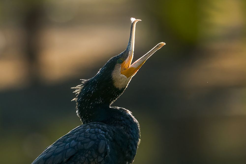 Фотография автора Zeeshan Qamar