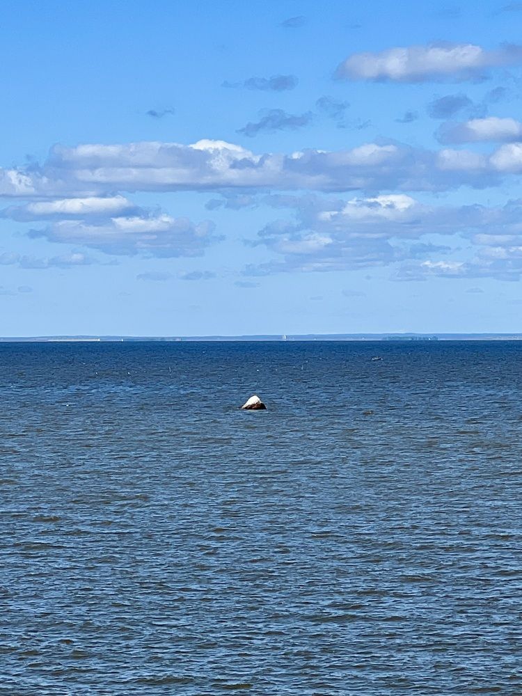 Photograph by Elvira