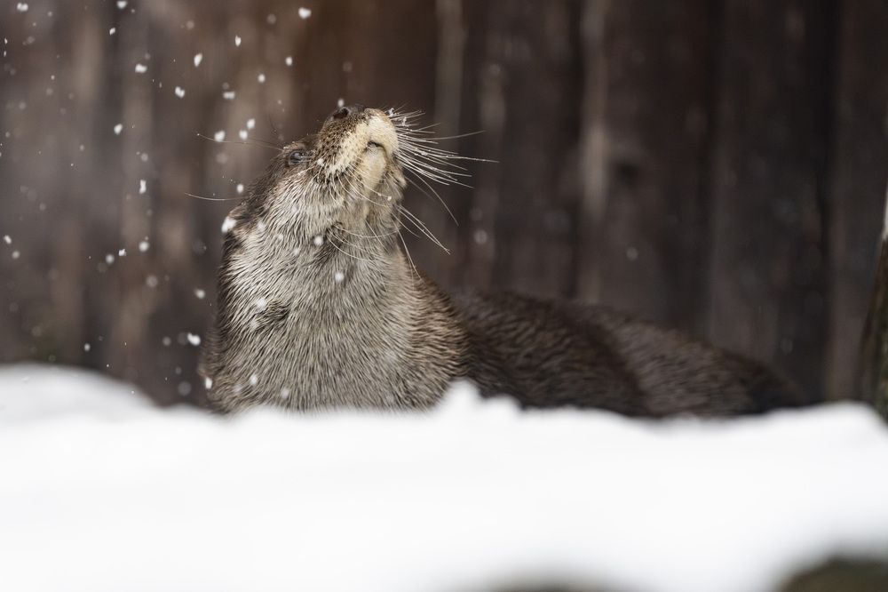 Photograph by Олеся Легостаева