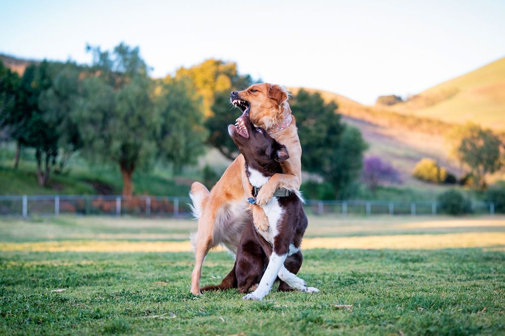 Photograph by Elena Tishenko