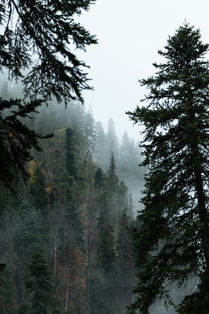 Туман в горном лесу