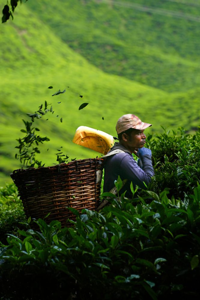 Фотография автора Светлана Зимина