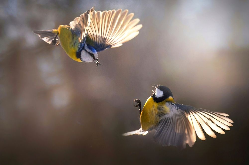 Photograph by Элина Абакумова