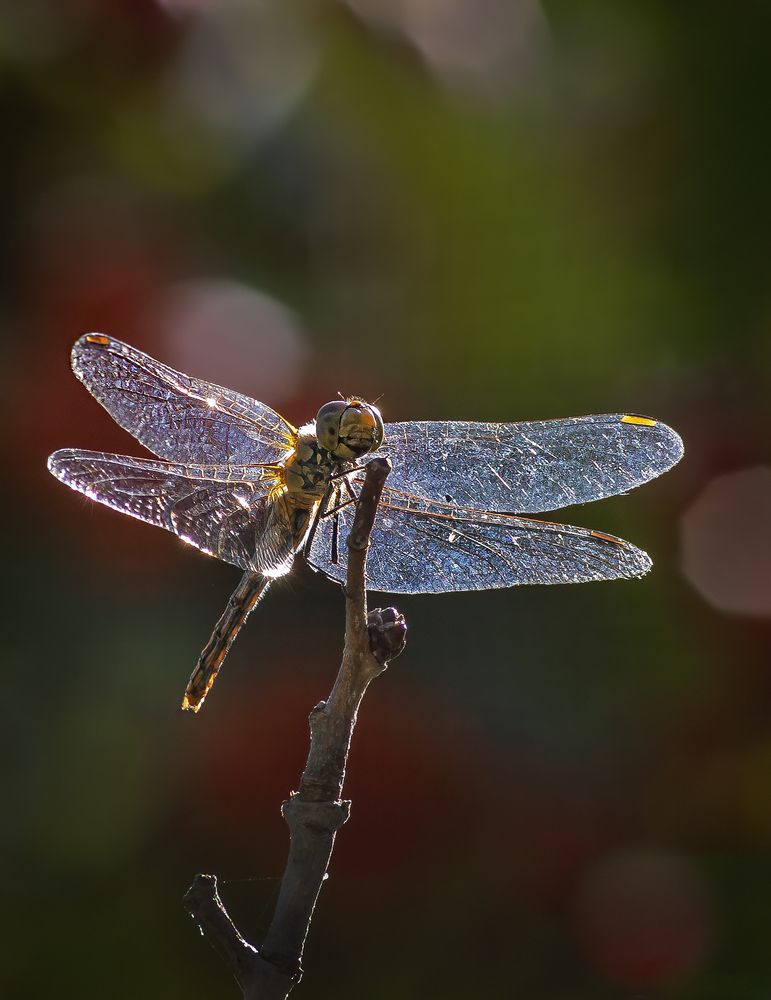 Улыбчивый квадракоптер