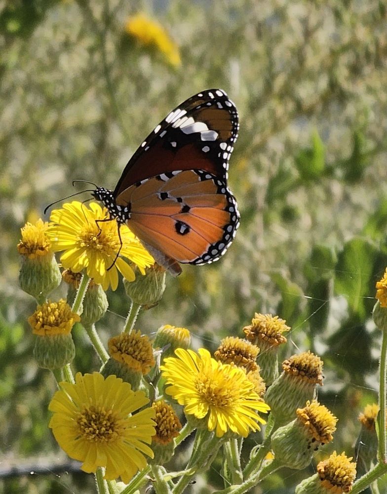 Фотография автора Oksana Podgorodetska