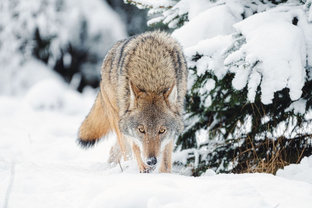 Photograph by Олег Гуляков