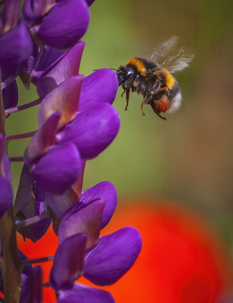 Photograph by Евгений Лимонтов