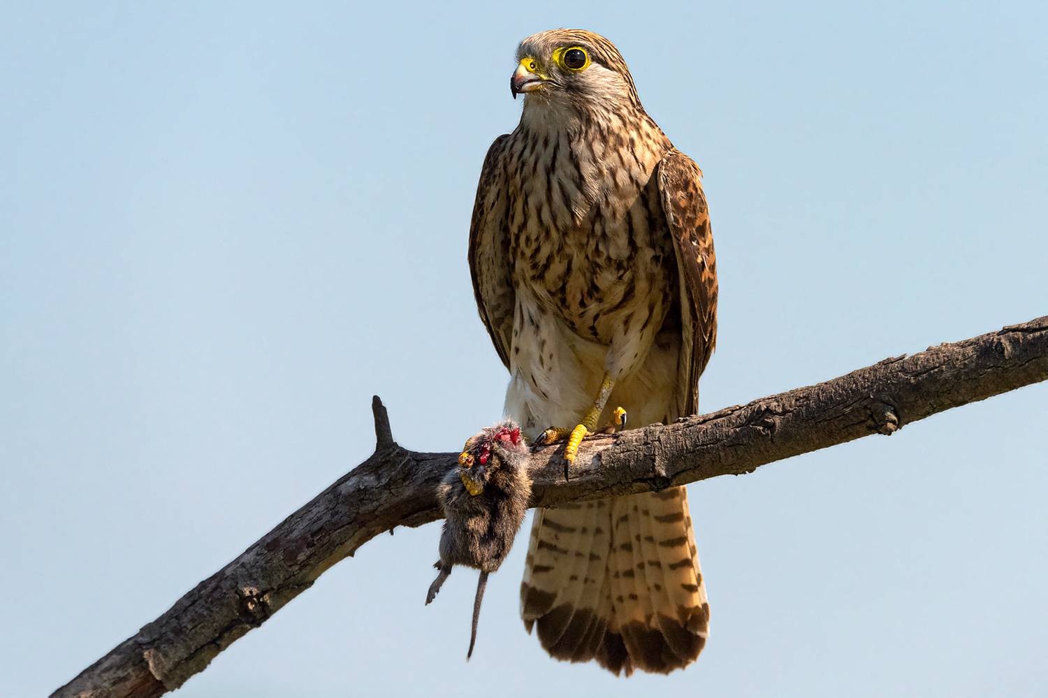 Фотография #12019925