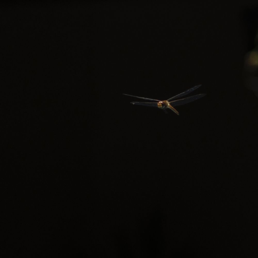 Photograph by Nino Bompastor