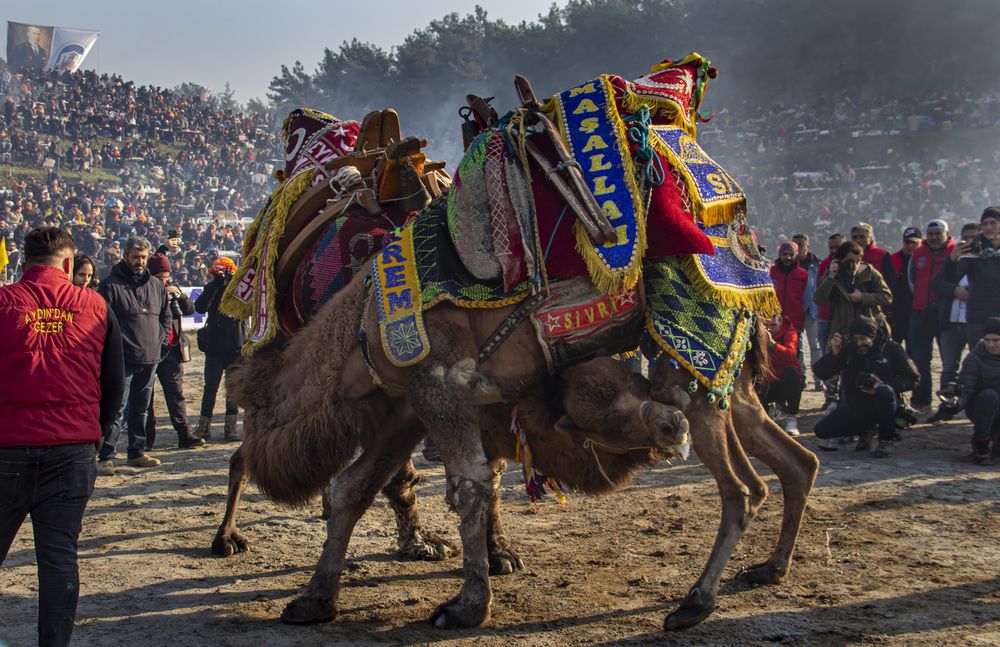 CAMEL WRESTLING
