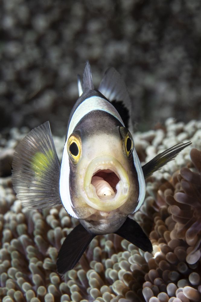 Фотография автора Fabi Fregonesi