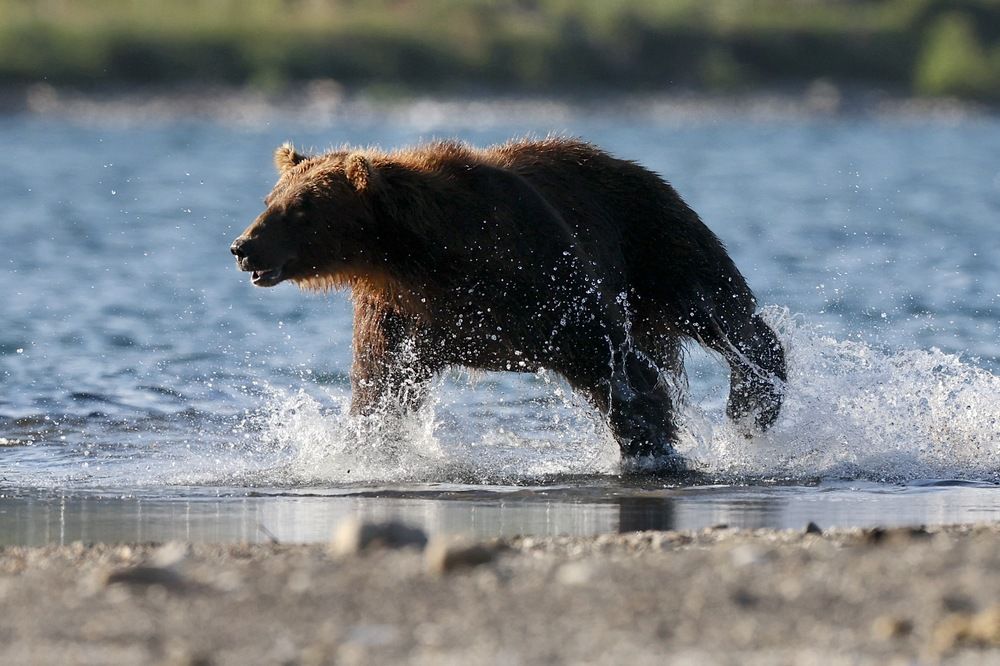Забег за рыбой