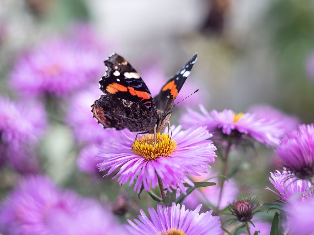 Photograph by Хабаров Сергей