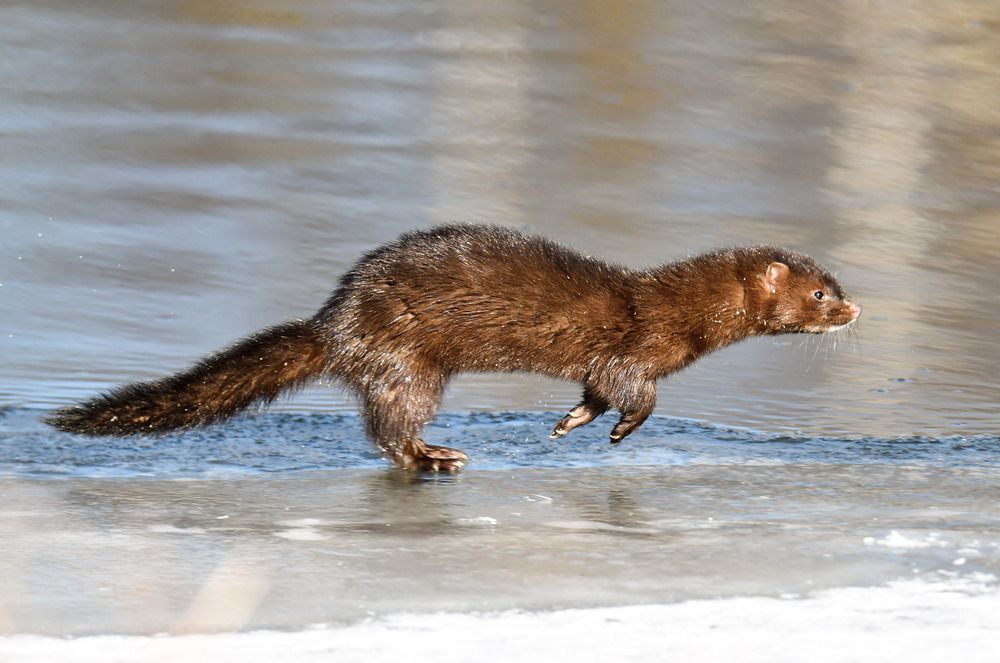 Норка американская