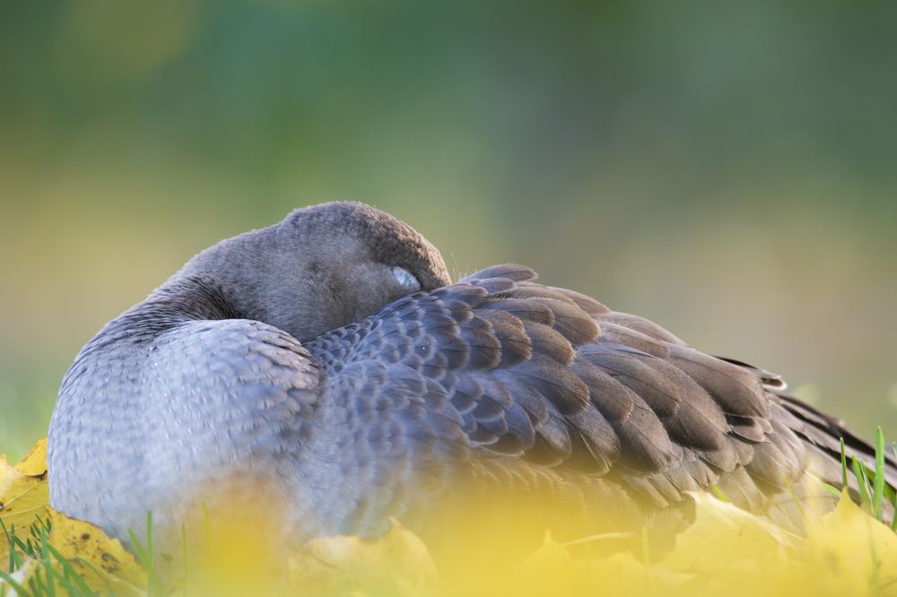 Гуси в осеннем парке