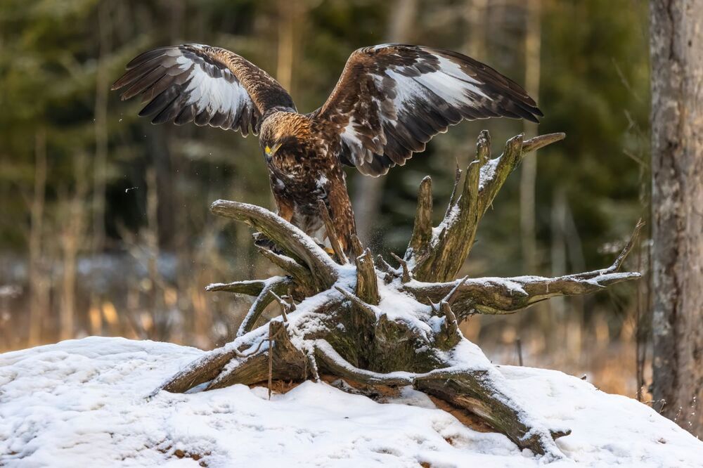 Приземлился.