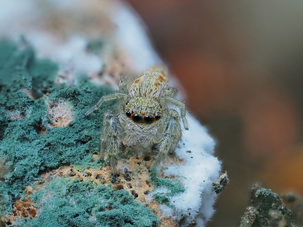 Ещё два миллиметра милоты))