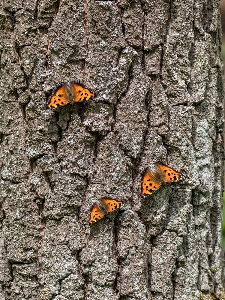 Photograph by Хабаров Сергей