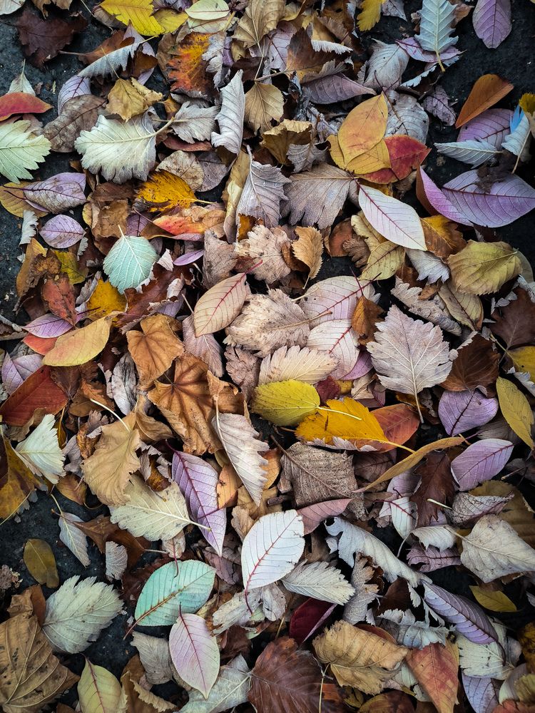 Photo #12020629