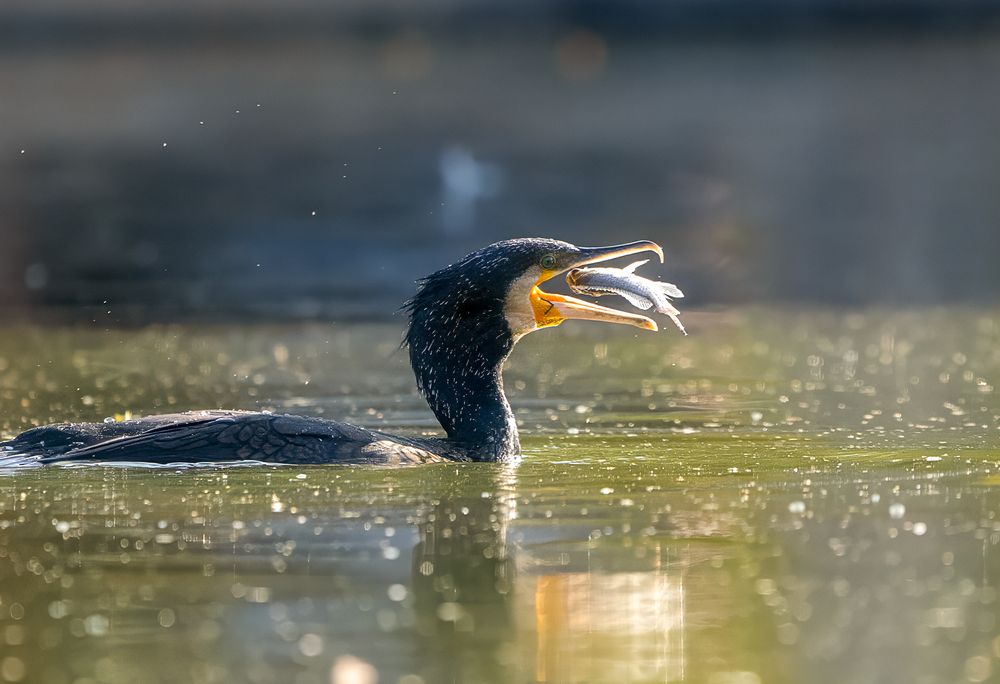 Фотография автора Zeeshan Qamar