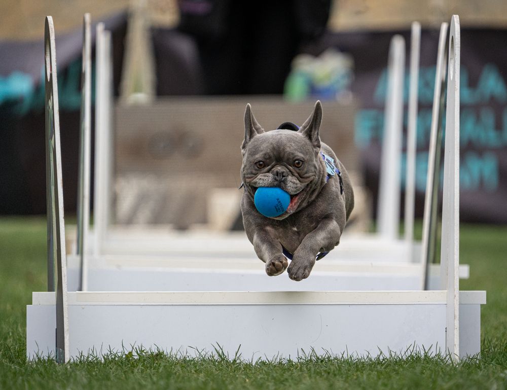 Фотография автора Krisztián Csalami