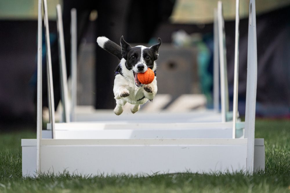 Фотография автора Krisztián Csalami