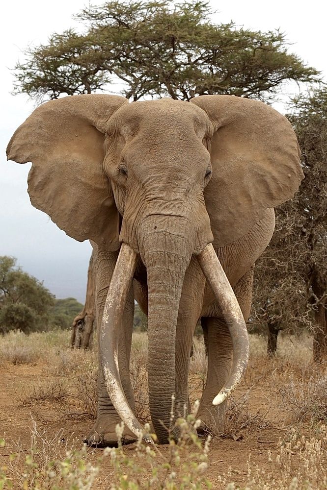 Король саванны