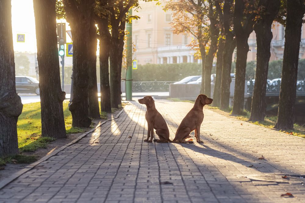 Photograph by Мария Новоселецкая