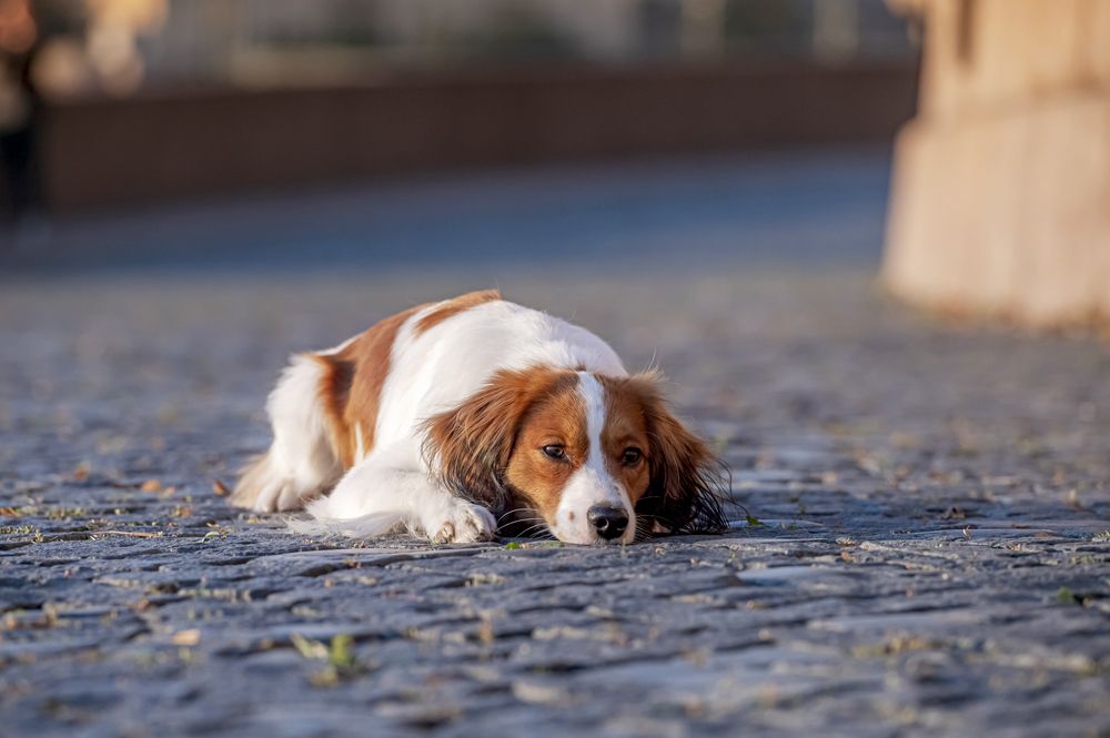 Photograph by Мария Новоселецкая