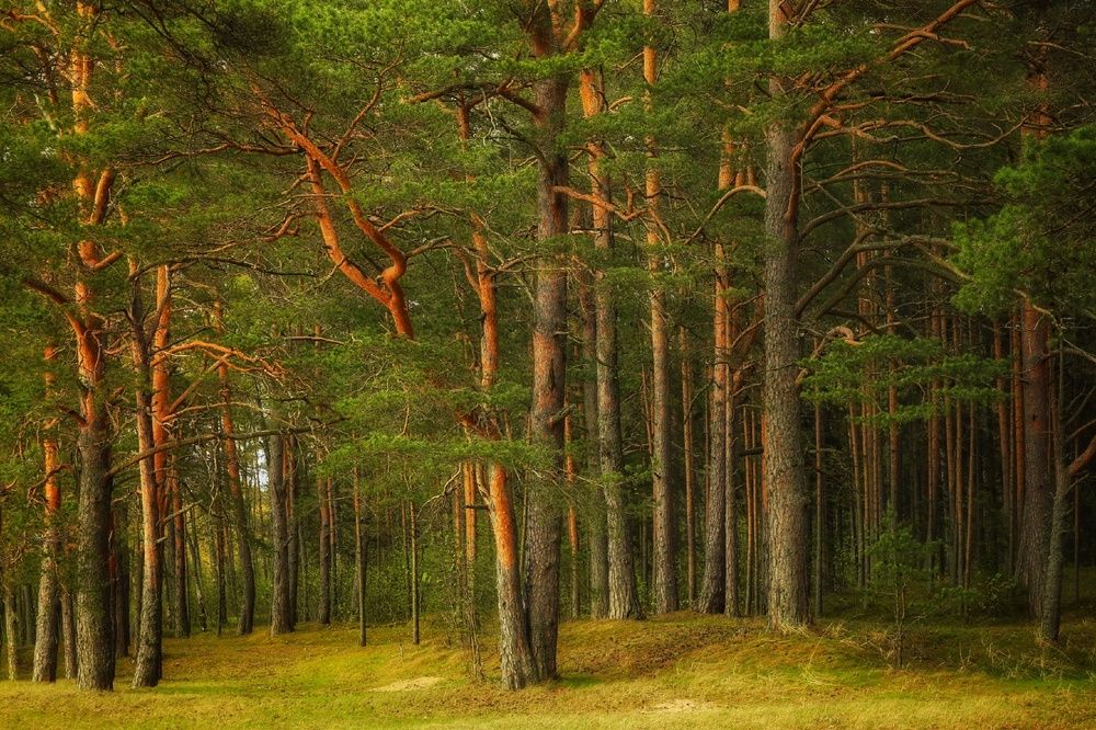 Photograph by Vladimir Freedom