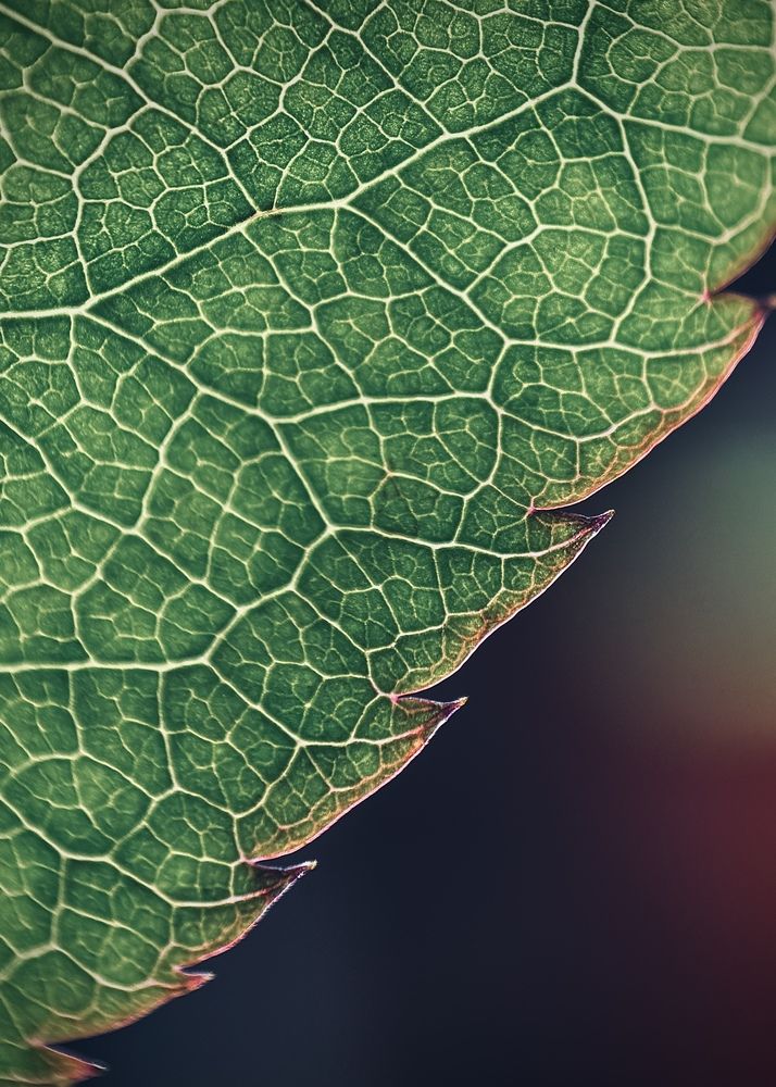 Photograph by Oxana Petlina