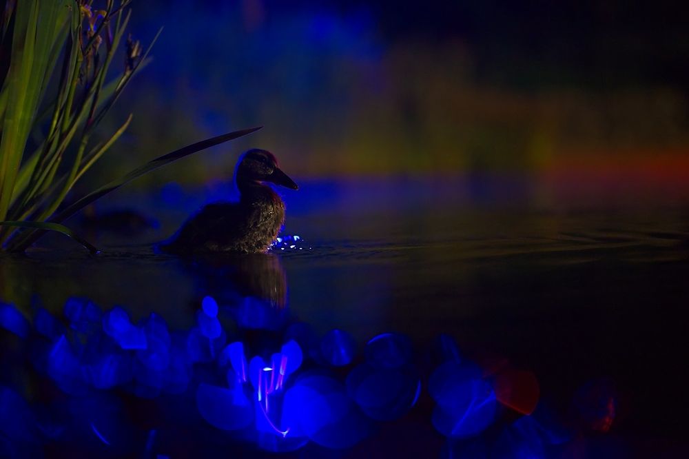 Photograph by Juraj Benčík