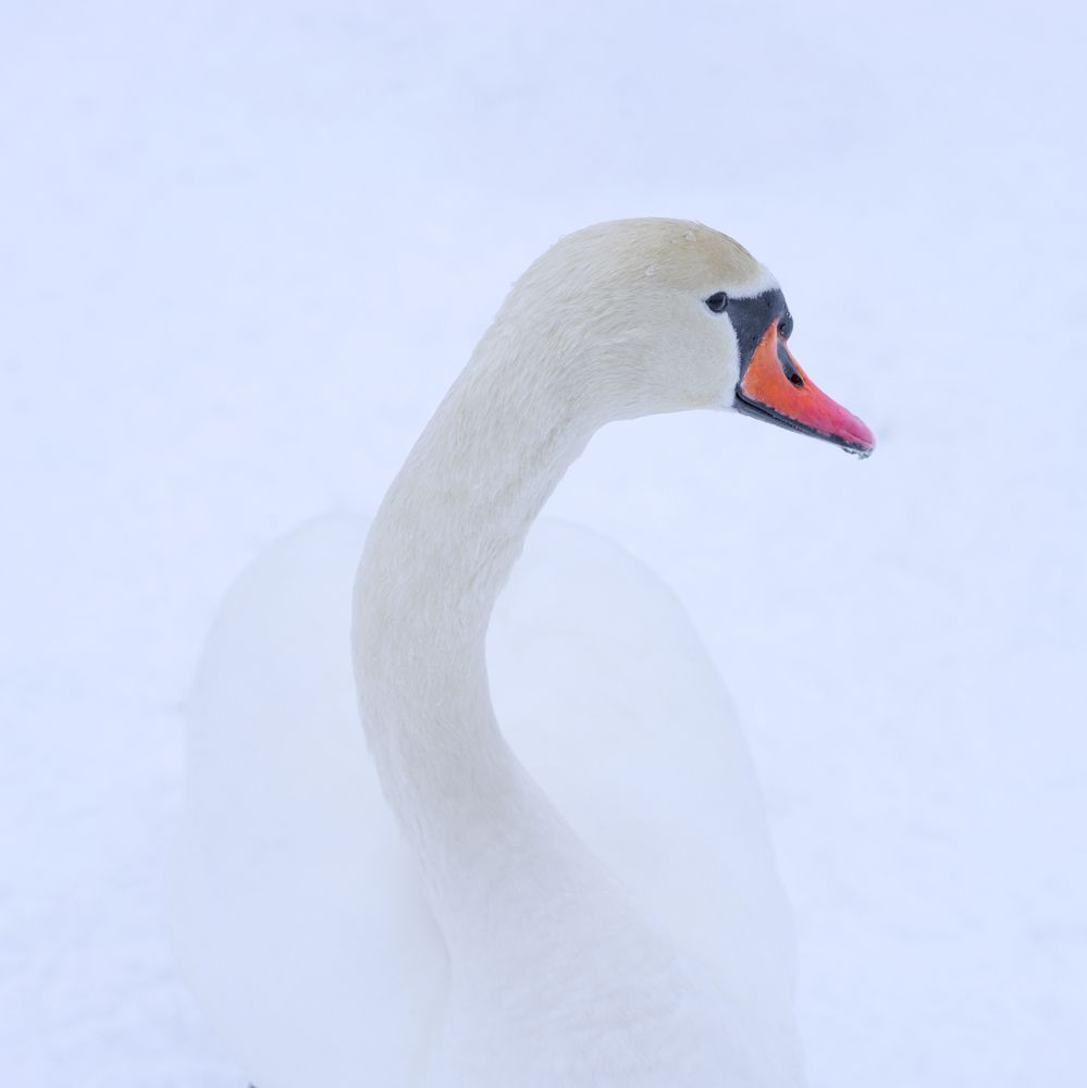 Photograph by Андрей Семенков