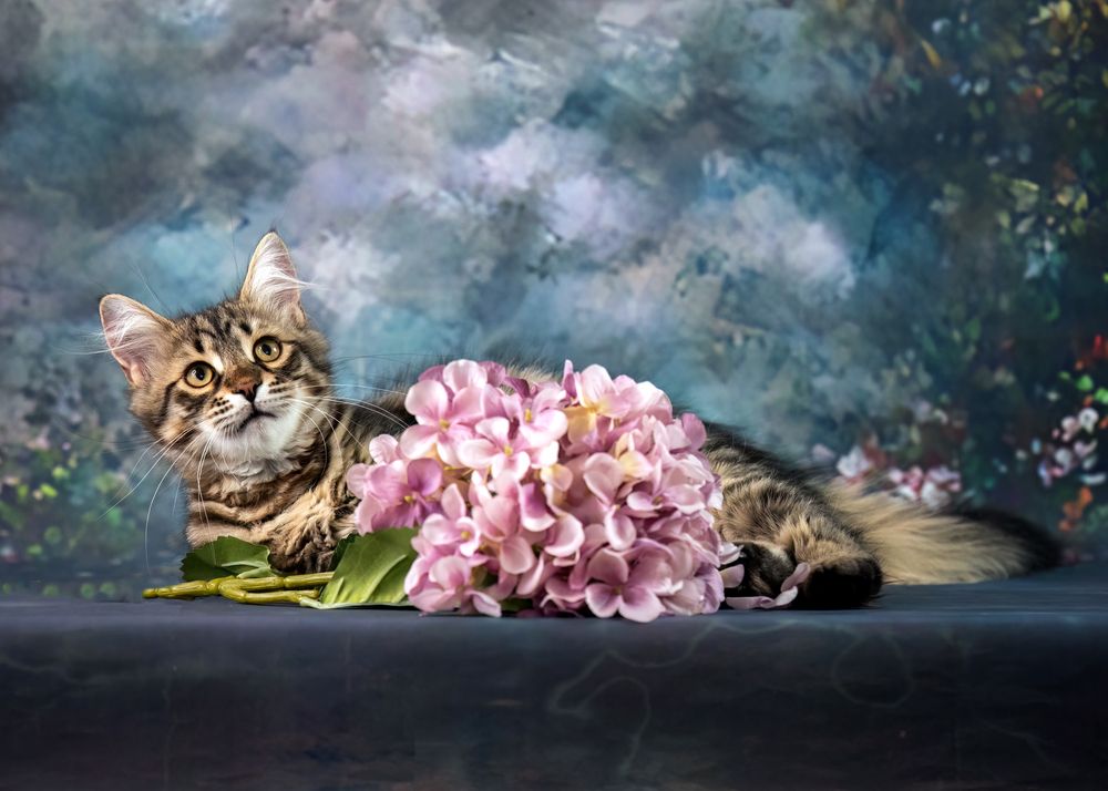 Фотография автора Ольга Фомичева