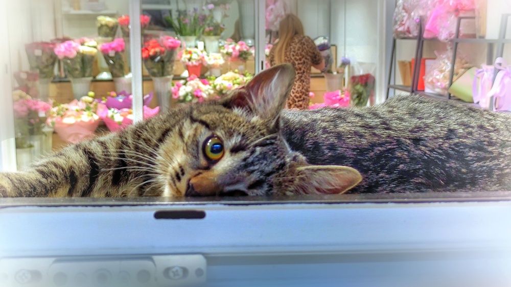 Photograph by Алла Холодова