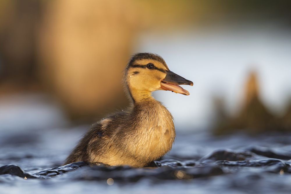Photograph by Федорако Дмитрий