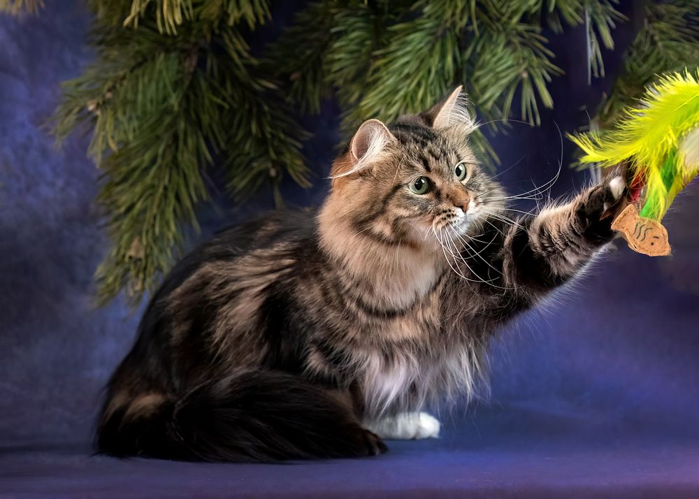 Фотография автора Ольга Фомичева