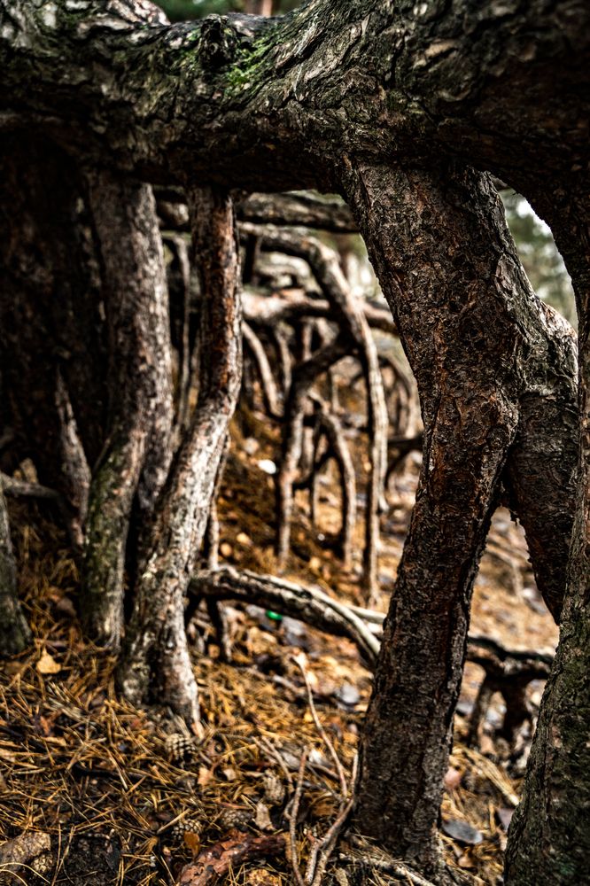 Фотография автора Василиса Новикова