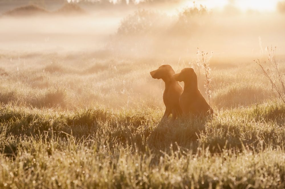 Photograph by Мария Новоселецкая