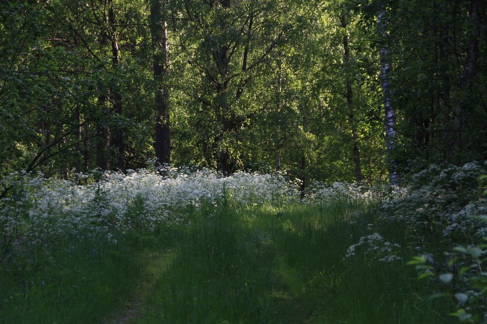 Фотография автора Анастасия Зверева