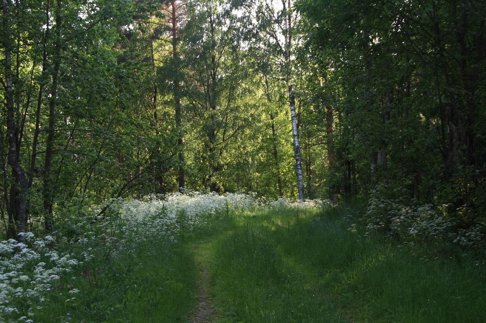 Фотография автора Анастасия Зверева