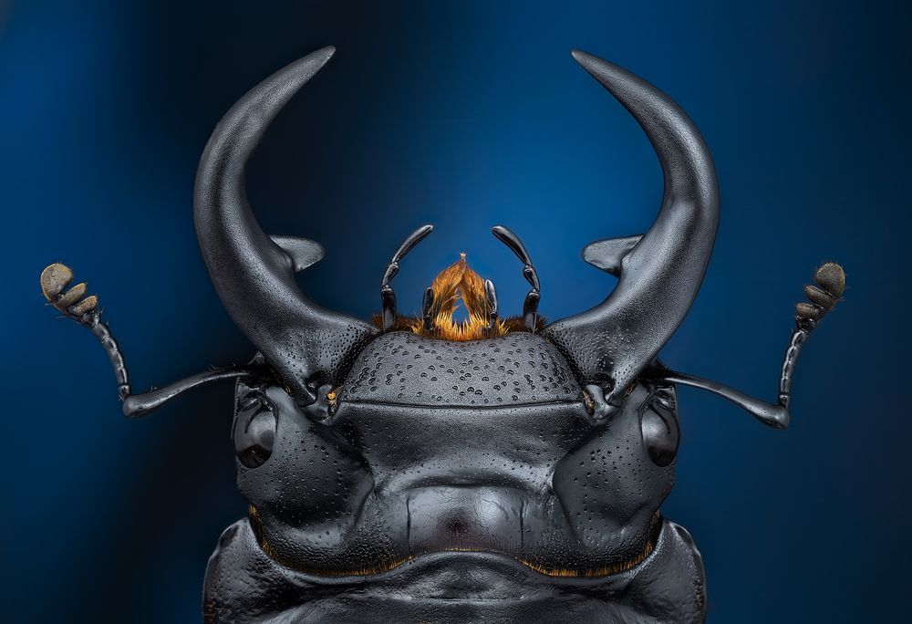 Dorcus parryiritsemae