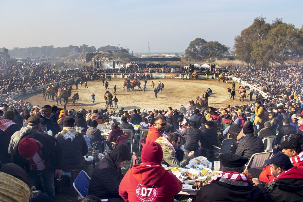 Camel wrestling festival