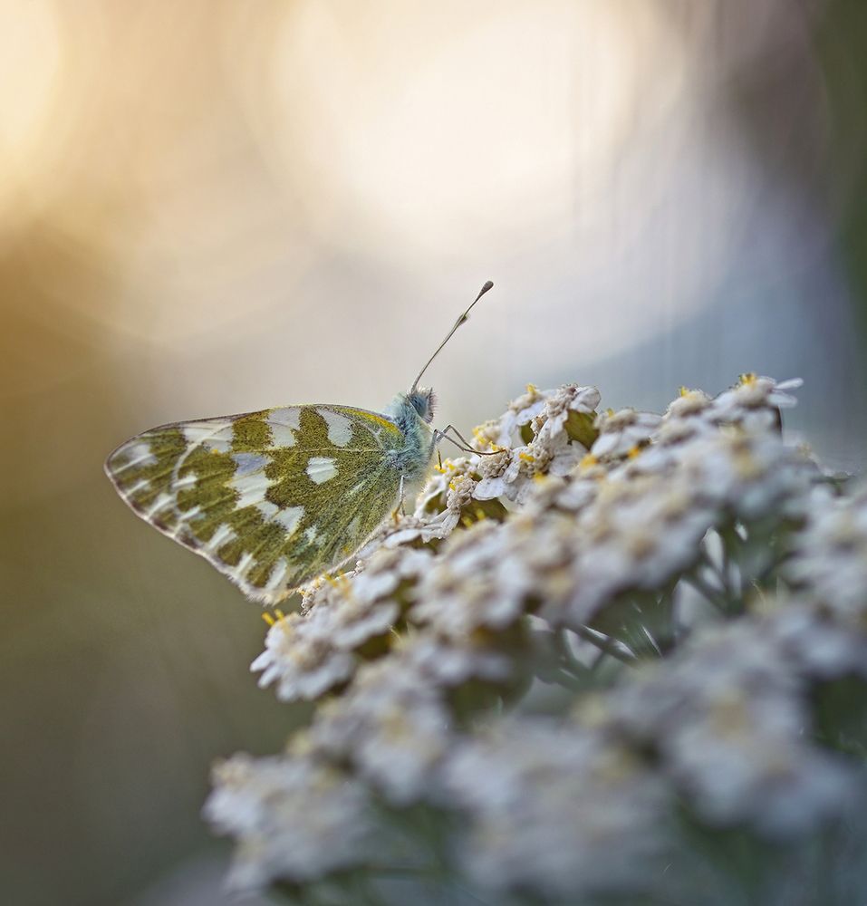 Photograph by S. Dana